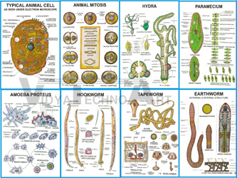 ZOOLOGY I